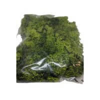 Lichene verde per presepe
